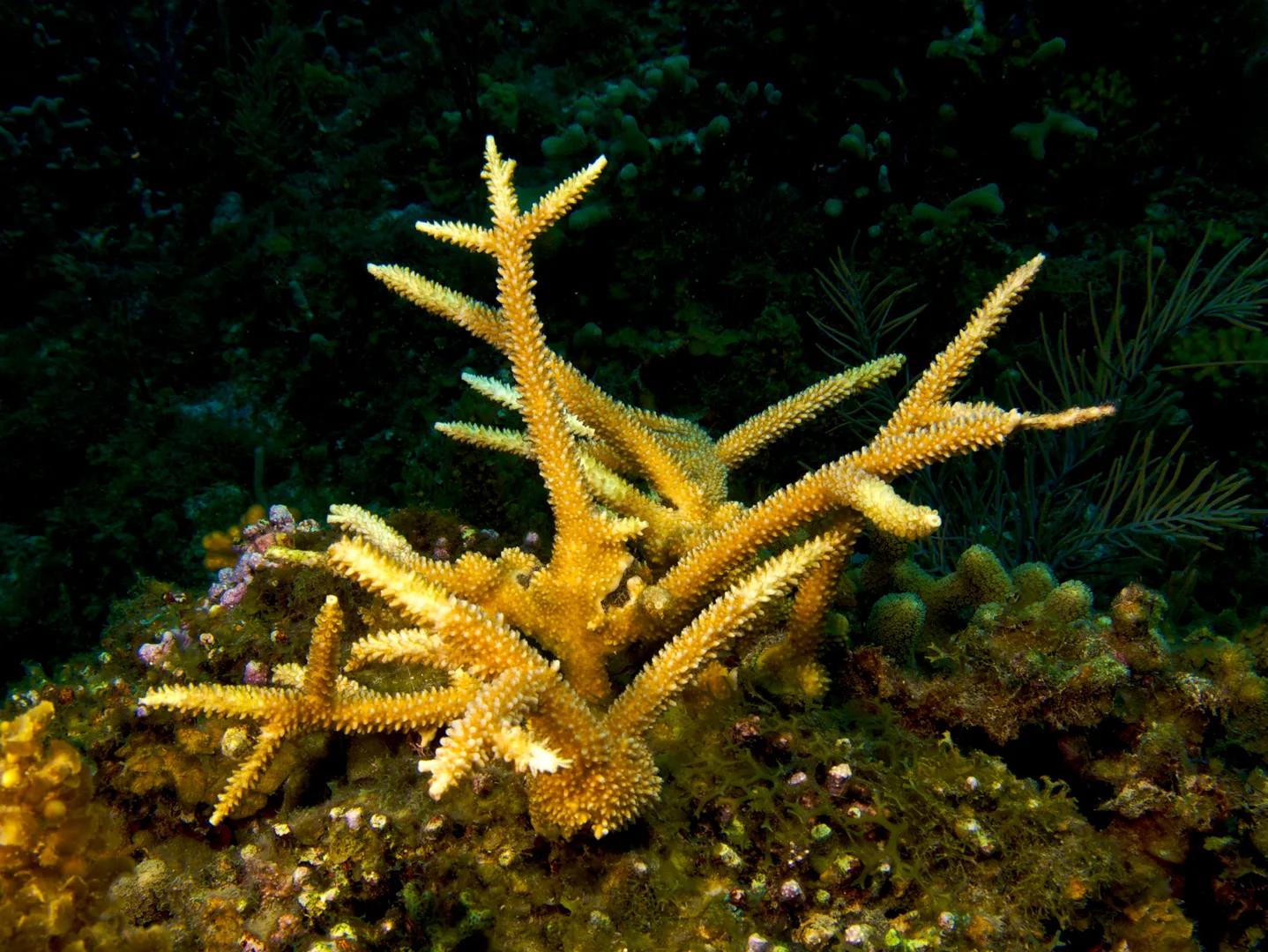 Staghorn Coral