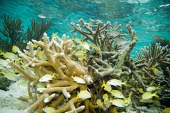 Thicket of pale staghorn coral branches with yellow reef fish swimming past
