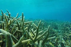 A wide field of upright staghorn coral branches on a shallow sea floor