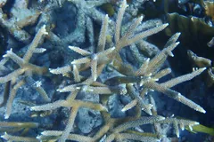 Close view of tangled staghorn coral branches with pale tips