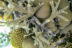 Staghorn coral branches spreading over rounded boulder corals