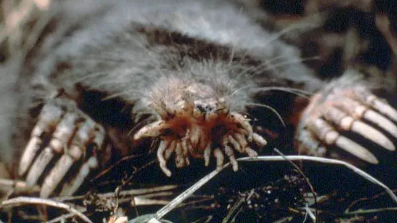 Star-nosed mole with its ring of fleshy pink nasal rays spread, broad clawed forefeet on either side