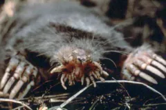 Star-Nosed Mole