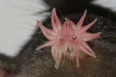 Star-nosed mole's pink star of fleshy rays, seen head-on