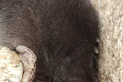 Star-nosed mole wedged between rocks, its pink fleshy star and broad digging claw in view