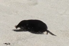 Star-nosed mole scurrying across open beach sand, its long scaly tail trailing behind