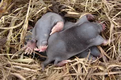 Nest of hairless young star-nosed moles in dry grass, pink stars just forming