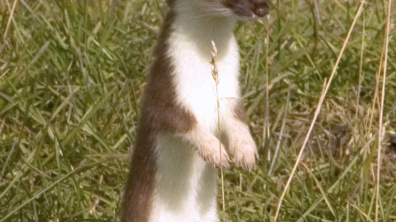 Stoat standing upright on hind legs in grass watching for prey