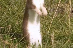 Stoat standing upright on hind legs in grass watching for prey