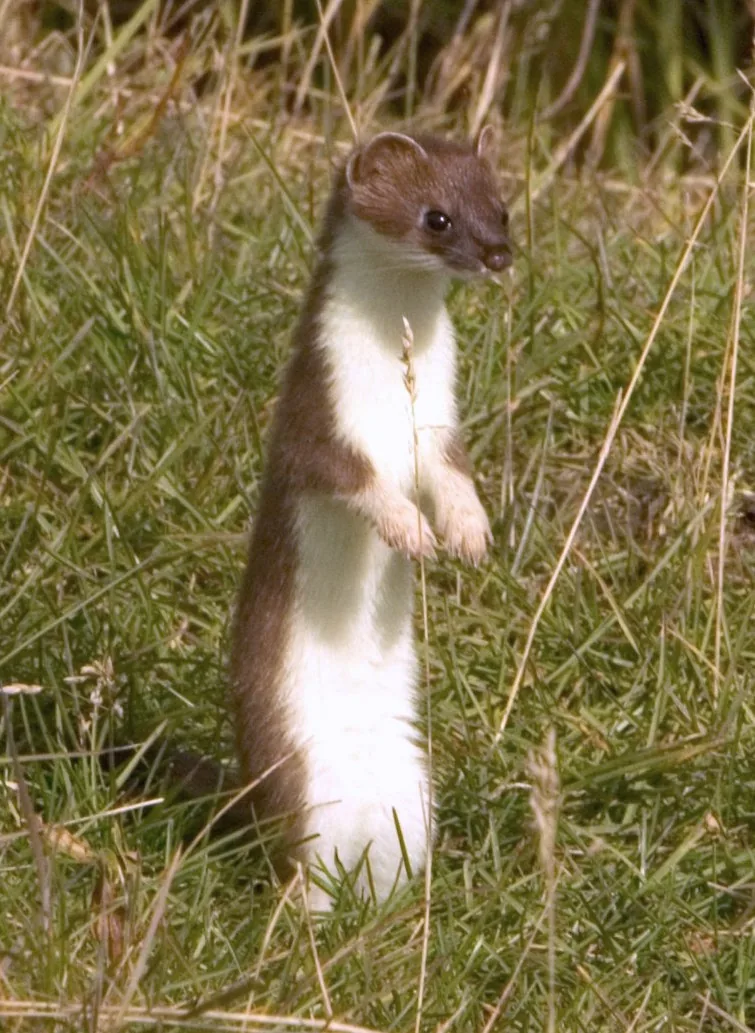 Stoat standing upright on hind legs in grass watching for prey
