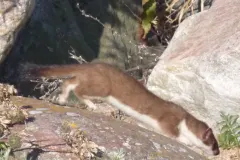 Stoat running through meadow habitat showing brown summer coat