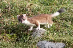 Close profile of Stoat hunting among stones