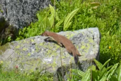 Stoat emerging from rock crevice in wild terrain