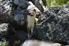 Stoat in pure white ermine winter coat on snow