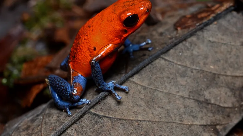 Red strawberry poison-dart frog with blue legs on a dark fallen leaf