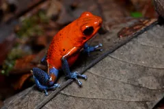 Red strawberry poison-dart frog with blue legs on a dark fallen leaf