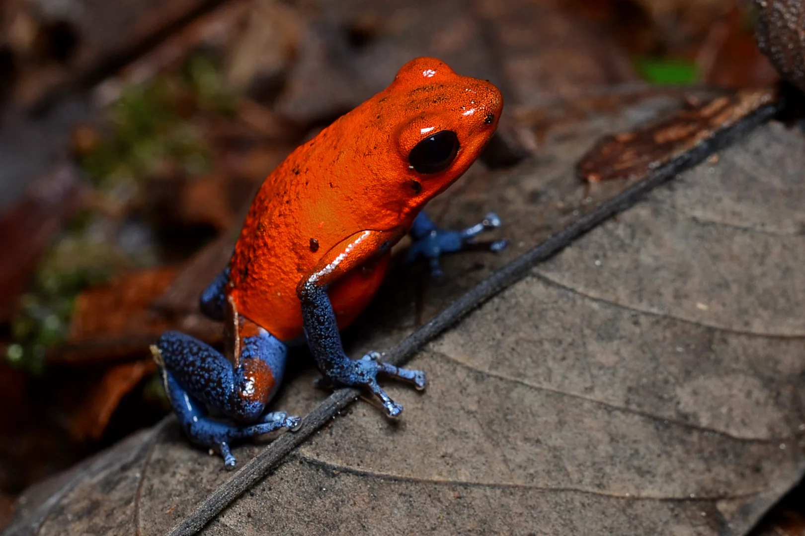 Red strawberry poison-dart frog with blue legs on a dark fallen leaf