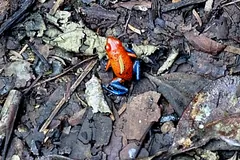 Tiny red frog with blue legs among dry leaves on the forest floor