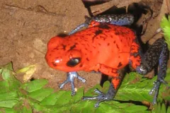 Red strawberry poison-dart frog with dark speckles beside a green fern