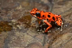Orange strawberry poison-dart frog with black spots, a different color morph