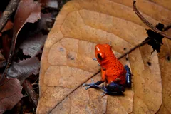 Red strawberry poison-dart frog sitting on a broad brown leaf