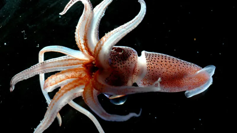 Strawberry Squid (Histioteuthis heteropsis) photographed in wild deep-sea bathypelagic zone