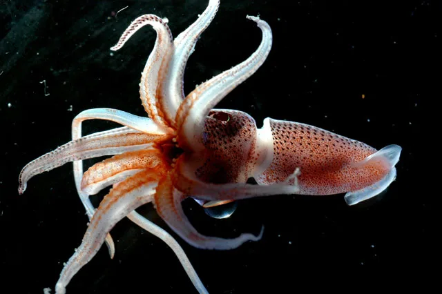 Strawberry Squid (Histioteuthis heteropsis) photographed in wild deep-sea bathypelagic zone