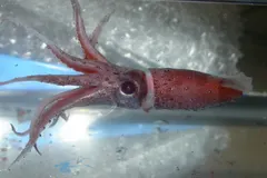 Strawberry Squid (Histioteuthis heteropsis) photographed in wild deep-sea bathypelagic zone