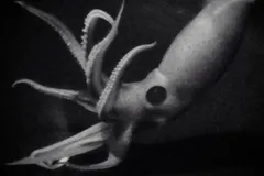 Strawberry Squid (Histioteuthis heteropsis) photographed in wild deep-sea bathypelagic zone