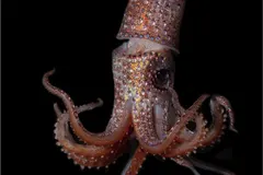 Strawberry Squid (Histioteuthis heteropsis) photographed in wild deep-sea bathypelagic zone