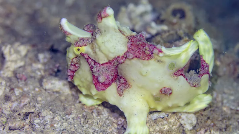 Warty frogfish (Antennarius maculatus) displaying extended illicium fishing lure and cavernous mouth underwater