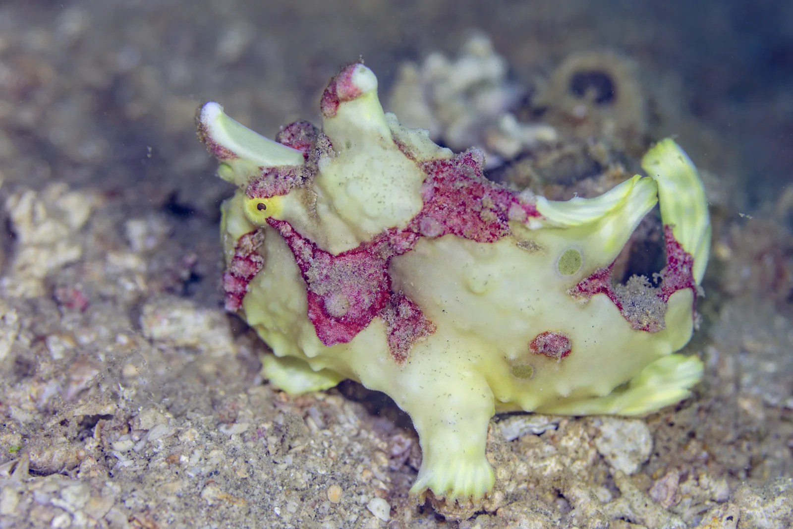Warty frogfish (Antennarius maculatus) displaying extended illicium fishing lure and cavernous mouth underwater