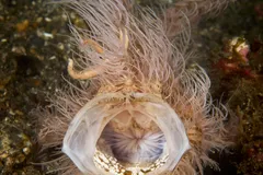 Hairy frogfish (Antennarius striatus) on coral reef showing wispy skin filaments and worm lure