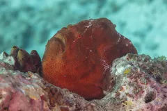 Commerson frogfish (Antennarius commerson) showing textured camouflage skin and ambush posture