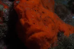 Painted frogfish (Antennarius pictus) mimicking living reef sponge in Anilao