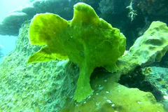 Giant frogfish (Antennarius commerson) stalking over coral rubble in North Sulawesi