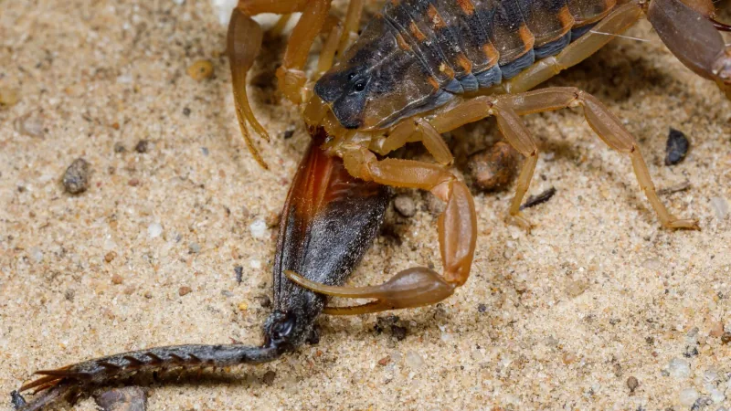 Striped bark scorpion on sand, holding a centipede in its pincers