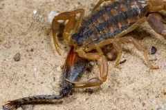 Striped bark scorpion on sand, holding a centipede in its pincers