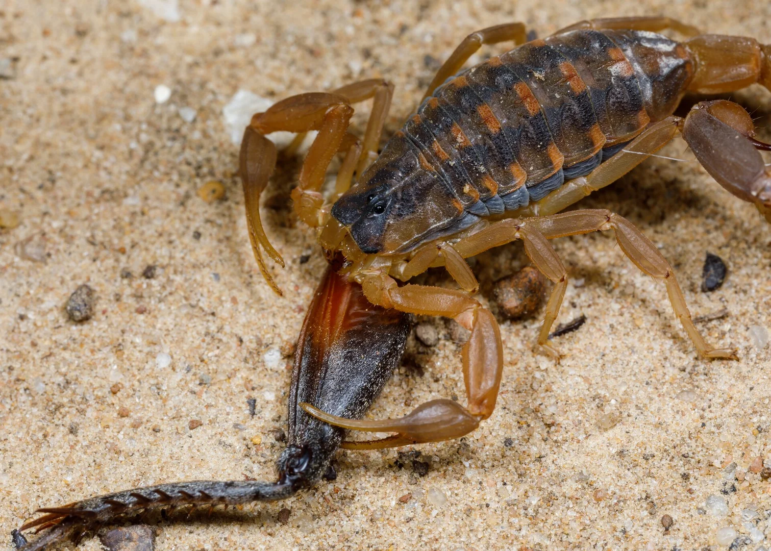 Striped bark scorpion on sand, holding a centipede in its pincers