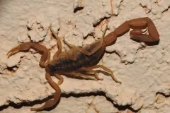 Striped bark scorpion on a rough pale wall, pincers open and tail raised