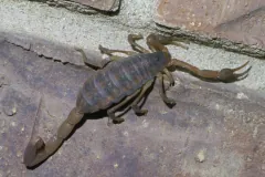 Striped bark scorpion crawling along the mortar line of a brick wall
