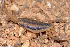 Striped bark scorpion on reddish gravel, the two dark bands along its back clear