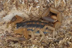 Striped bark scorpion curled on sandy soil, pincers folded and tail arched