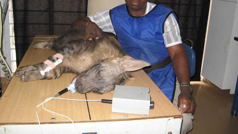 Striped Hyena in natural habitat