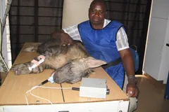 Striped Hyena in natural habitat