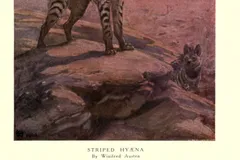 Striped Hyena in natural habitat