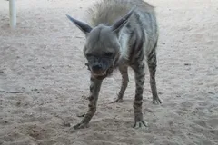 Striped Hyena walking along rocky terrain