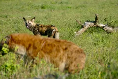 Striped Hyena in natural habitat