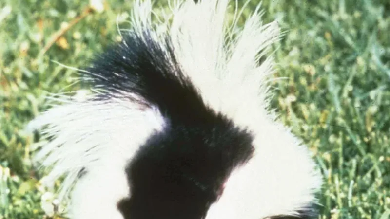 Close view of a striped skunk's raised black-and-white tail fanned out over grass