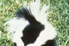 Striped Skunk